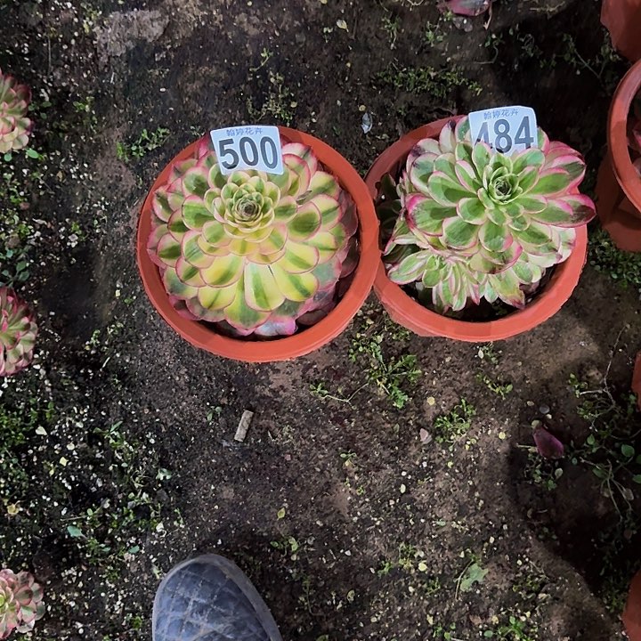 000000000000500484倾城荔枝