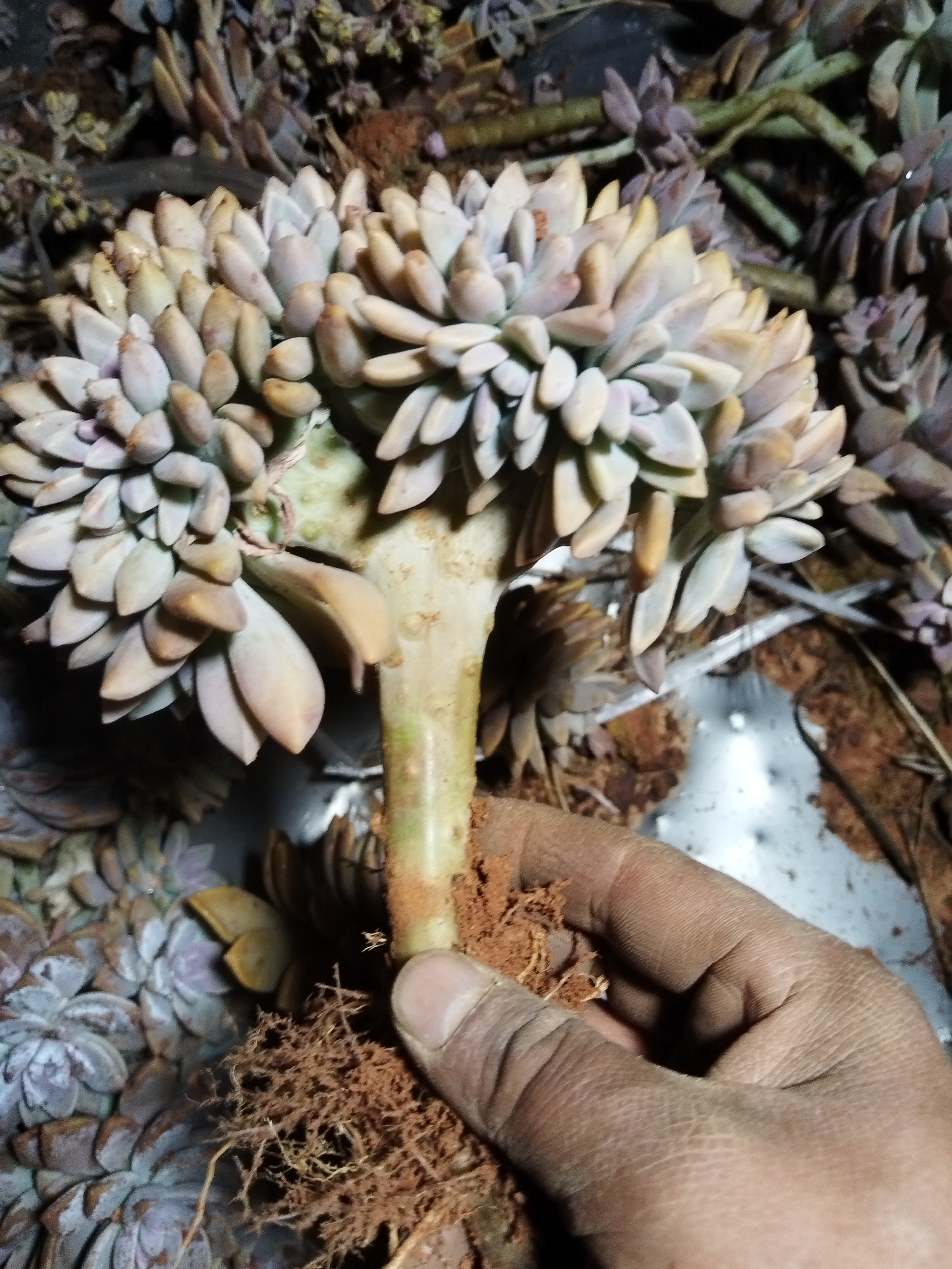 地栽淡雪缀化多肉  一单包邮  轻微断枝不售后