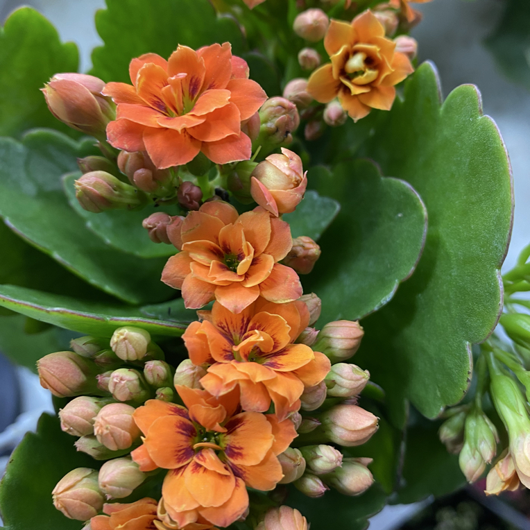 新品 长寿花（星河幻影）猫眼稀有品种大花 110盆室内精美盆栽 