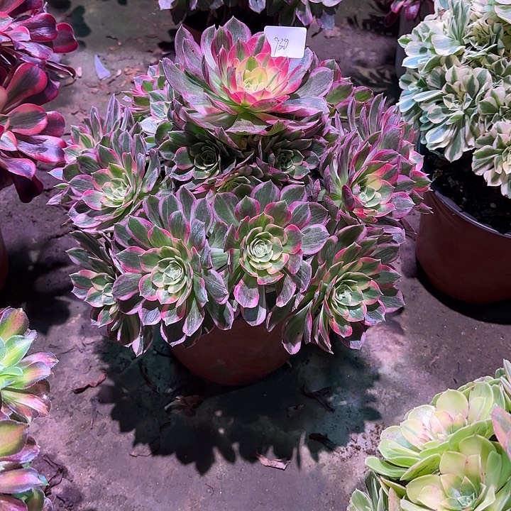 多肉植物海鲜00938