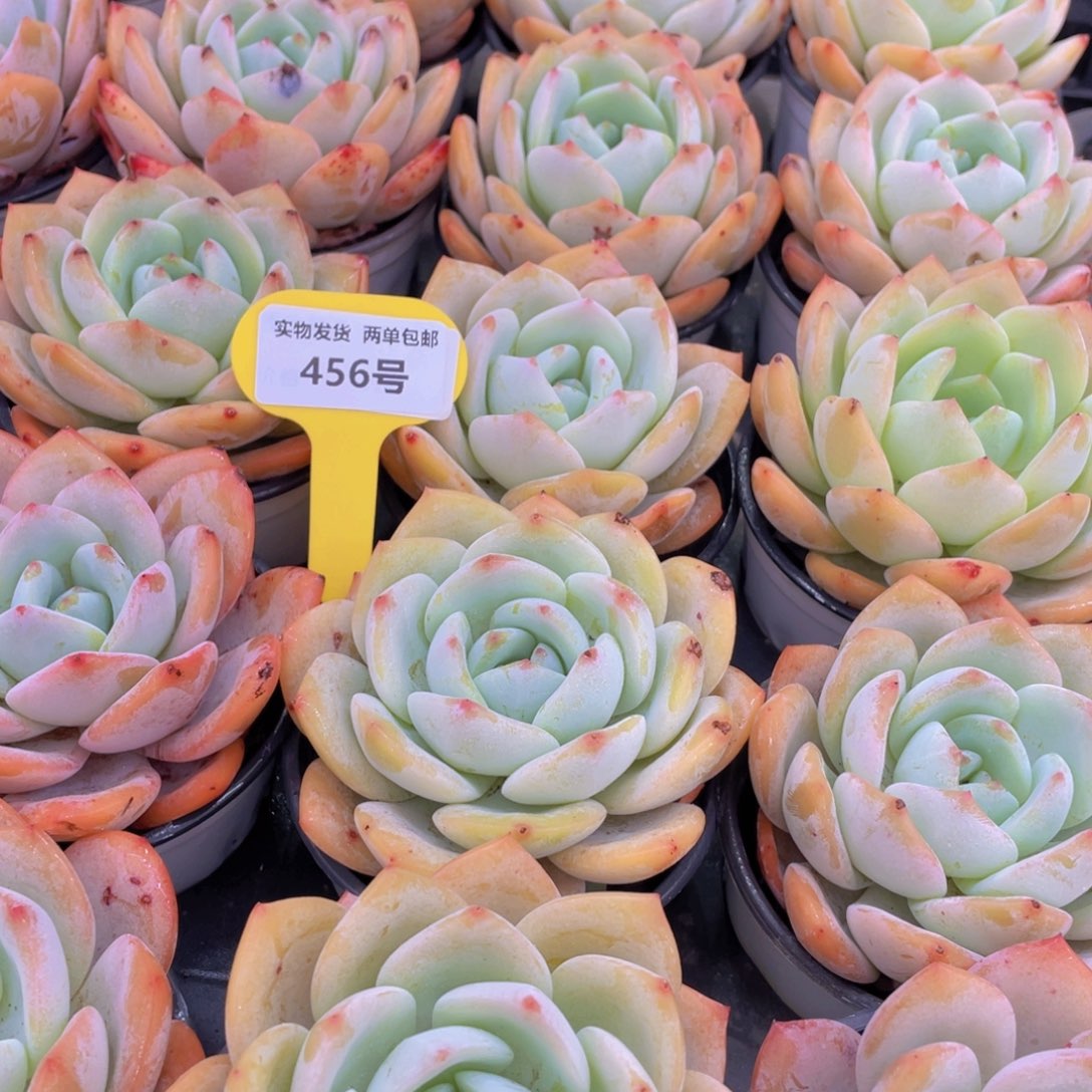 456号 宽叶凤橙大单头一个m