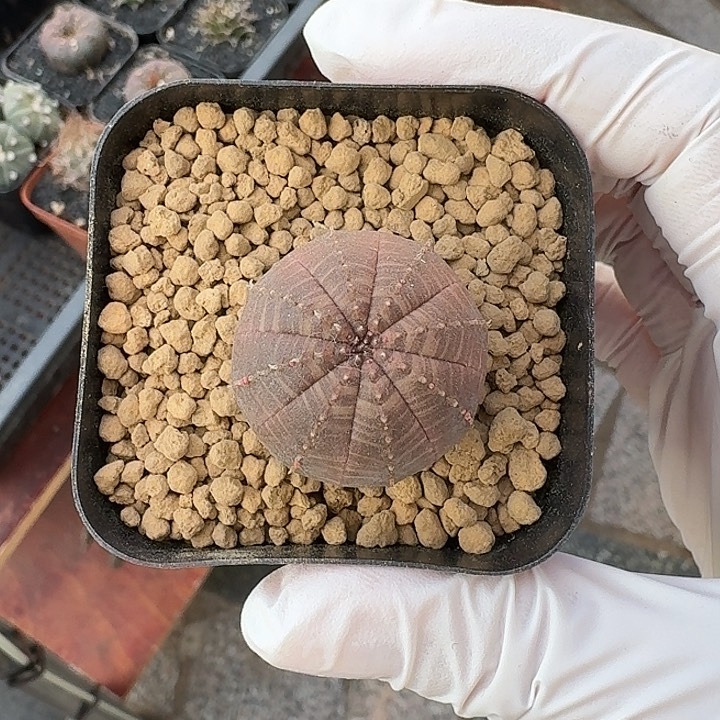 布纹球仙人球仙人球