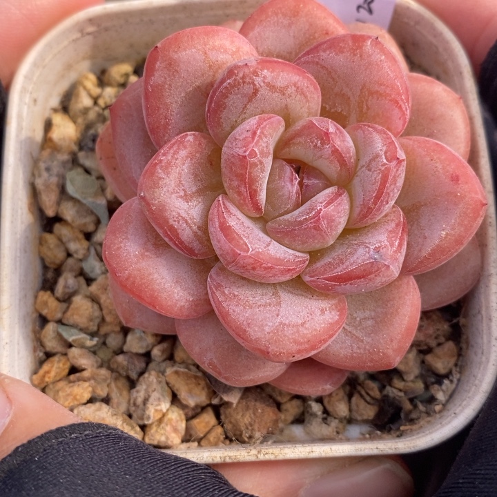 1204-549，星星珍妮多肉