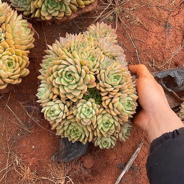 麦杆9.99多肉植物精品