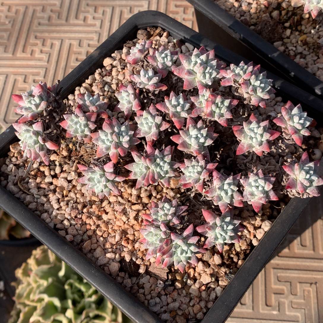 韩菊福利出，多肉植物