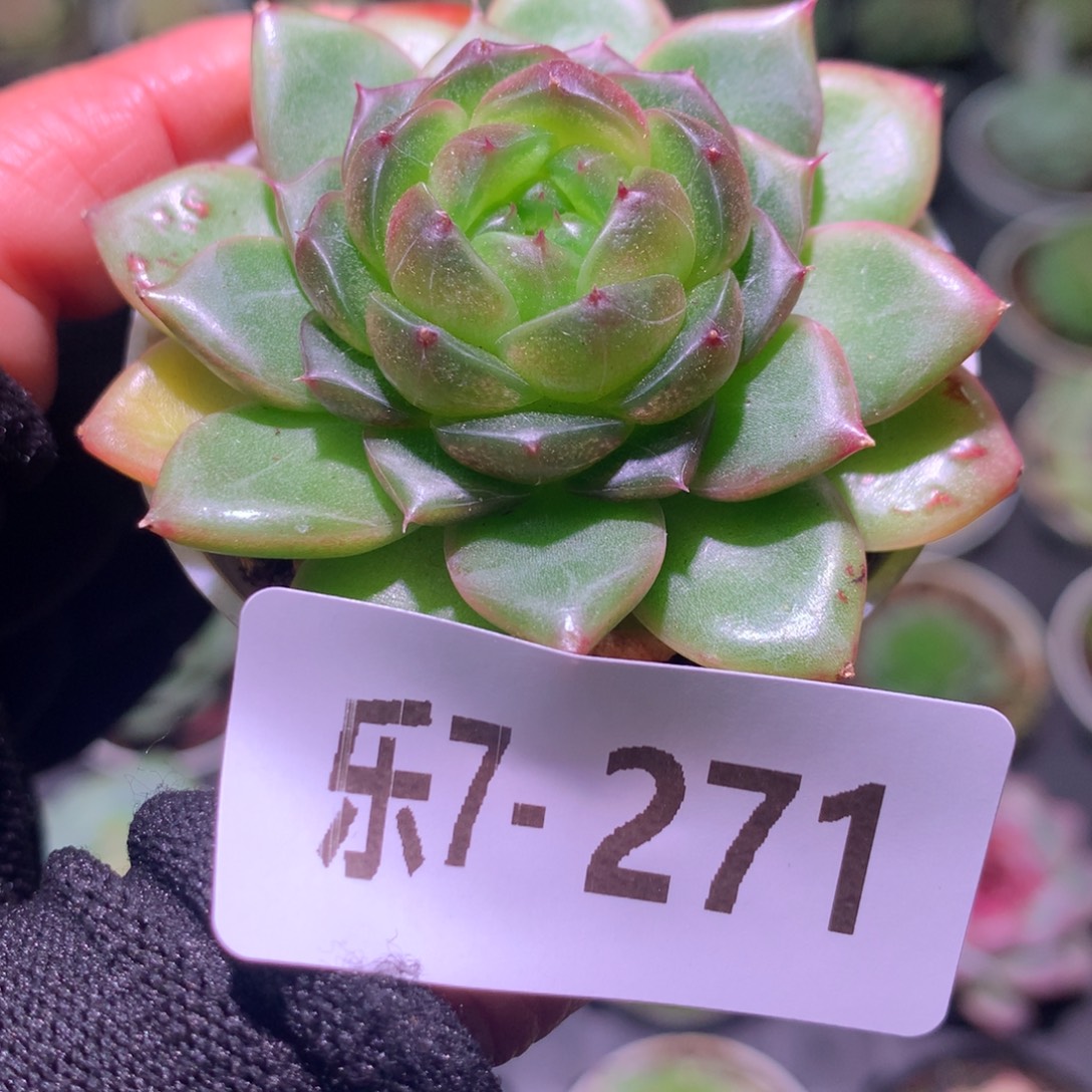 乐然 7-271 碧玺莲心 