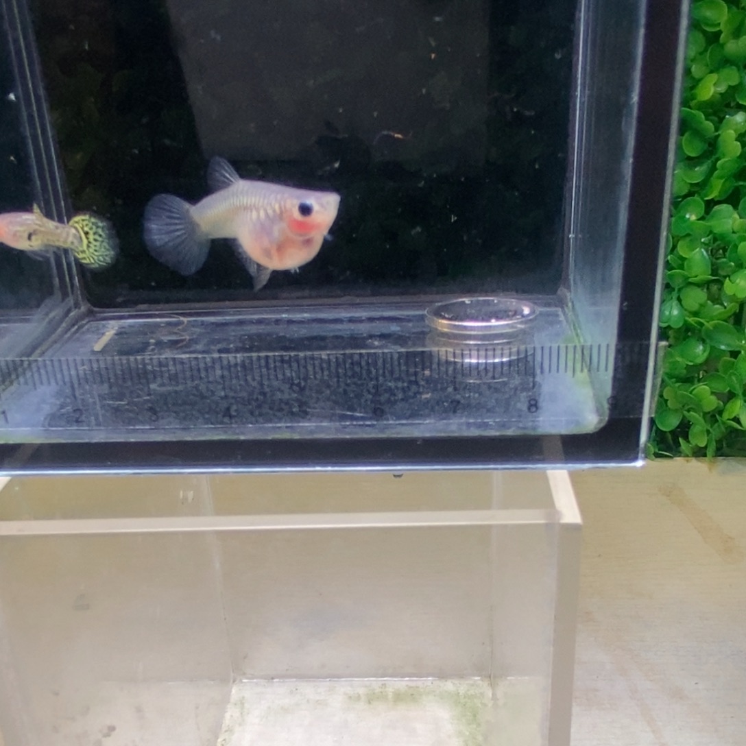 孔雀鱼黑金蕾丝短球韵母一对