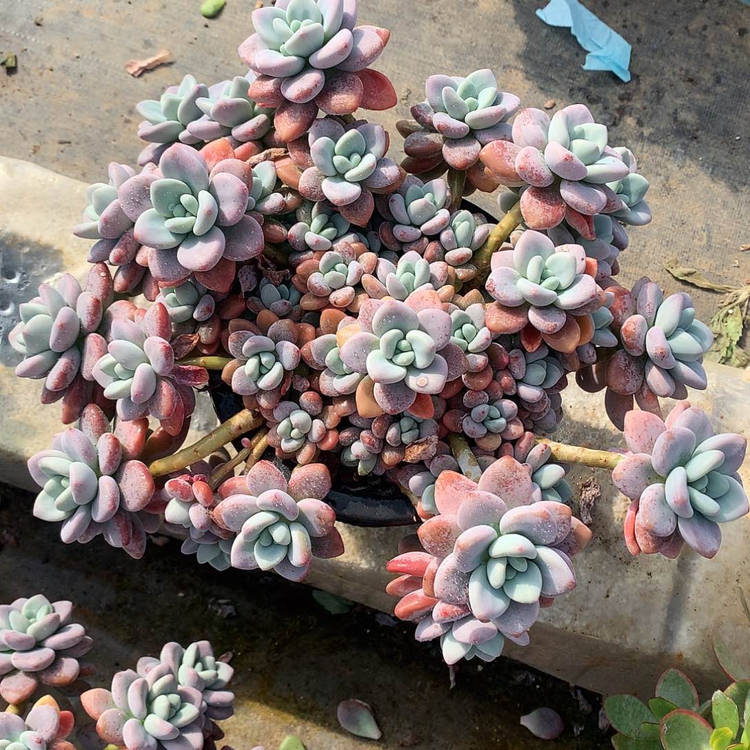 红洛神多肉一物一拍