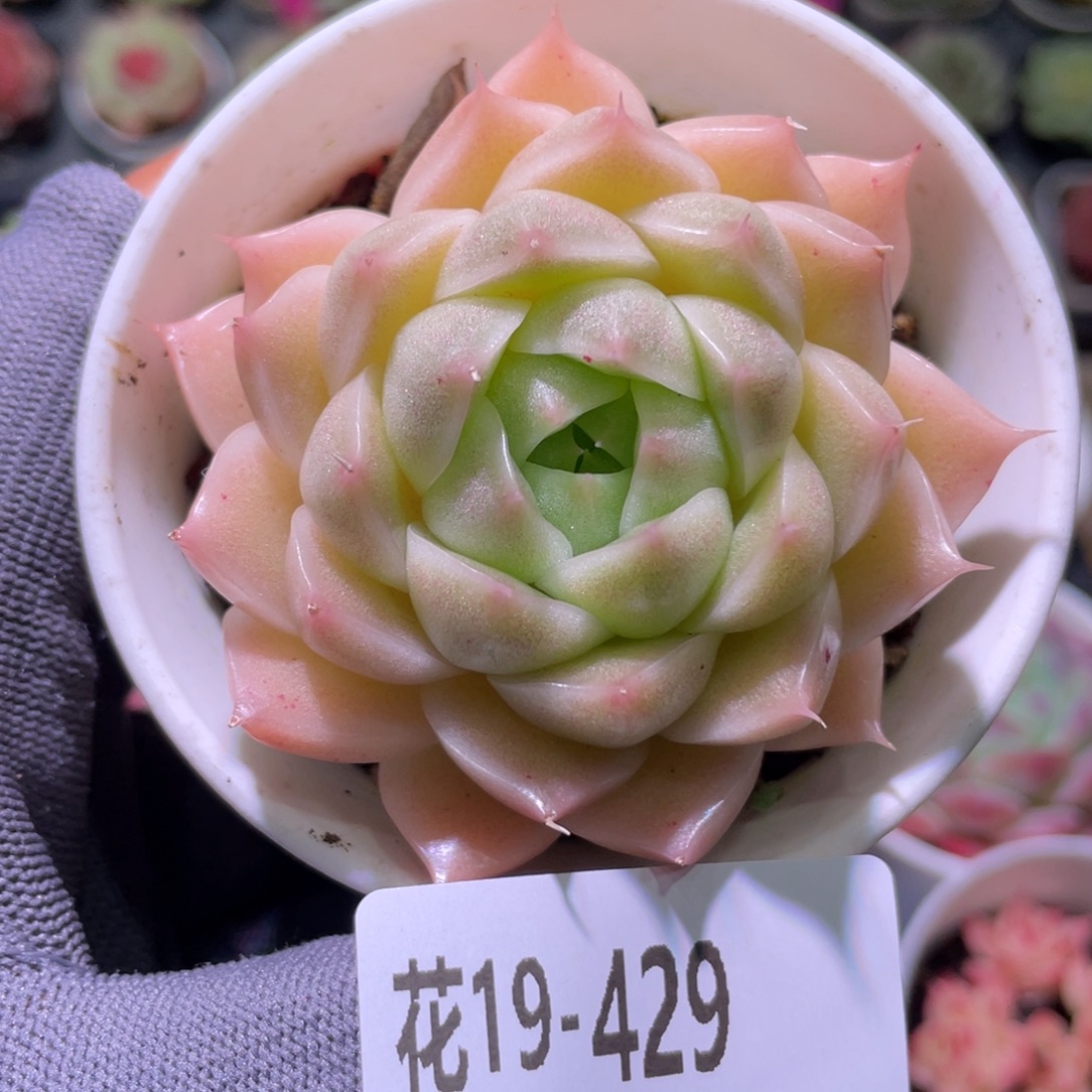 花利美19-429麦秆