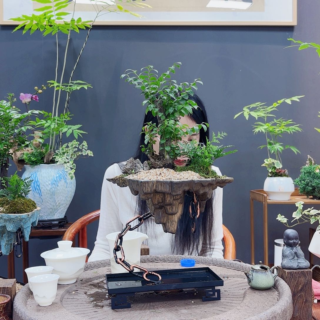 高端绿植一物一拍