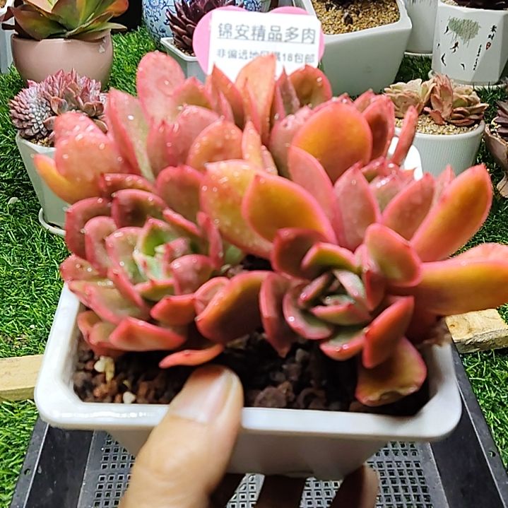 锦安多肉植物56号