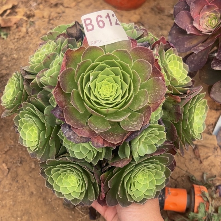 万圣夜多肉植物612