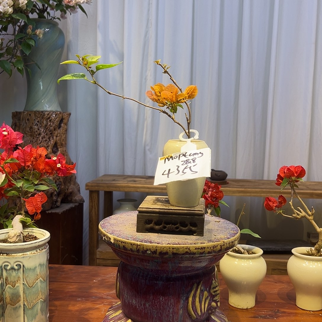 M***_完全开放三角梅一物一拍金发