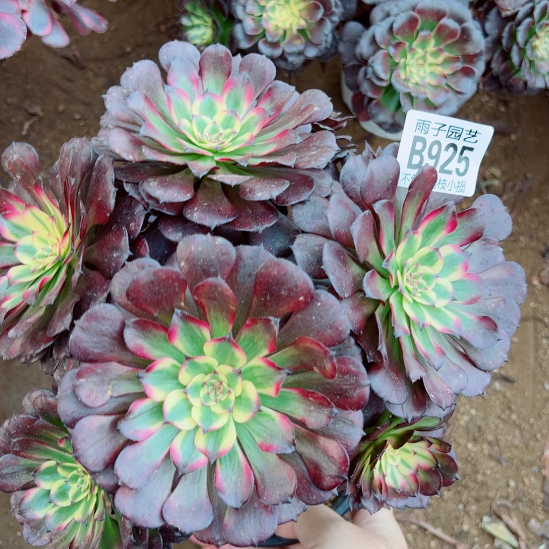 美姬法师多肉植物925号