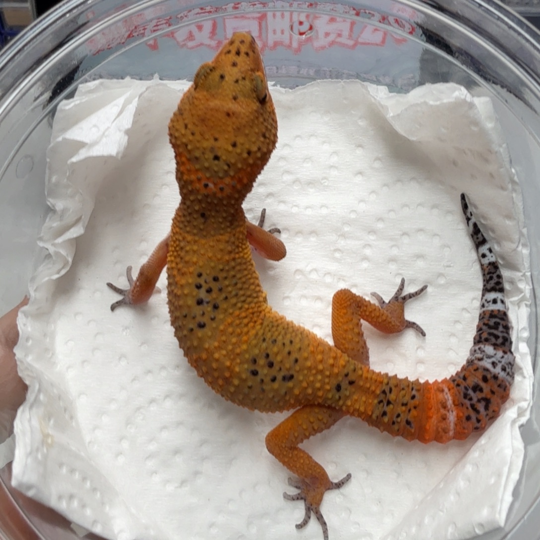 豹纹守宫血翡翠妹妹