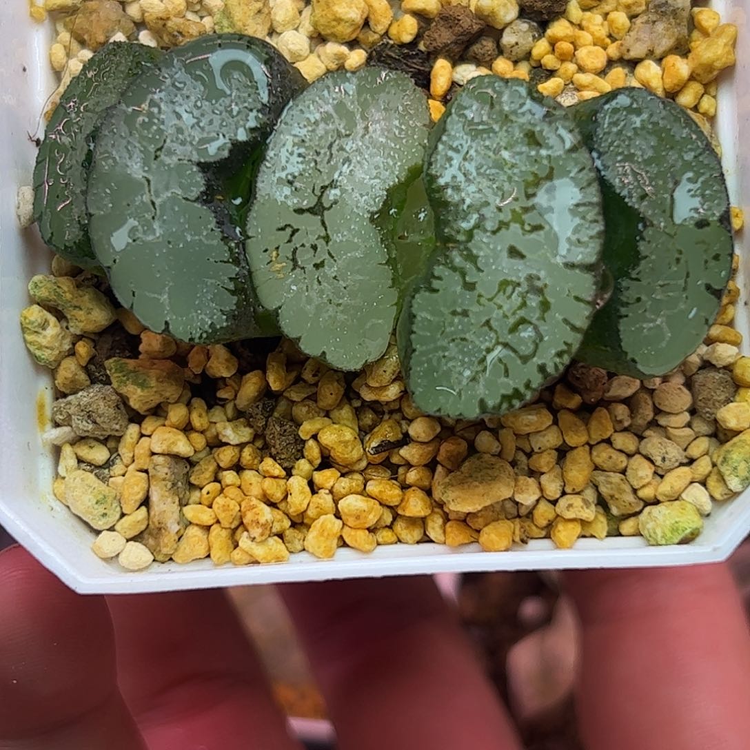 蓝翼十二卷多肉植物园