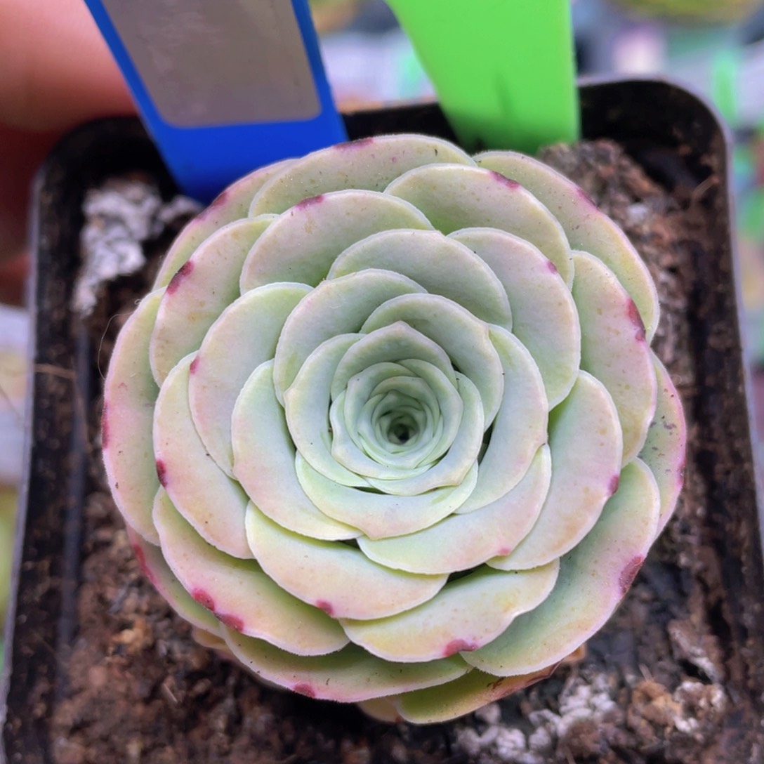 忧蒂娜玫瑰J097一物一拍