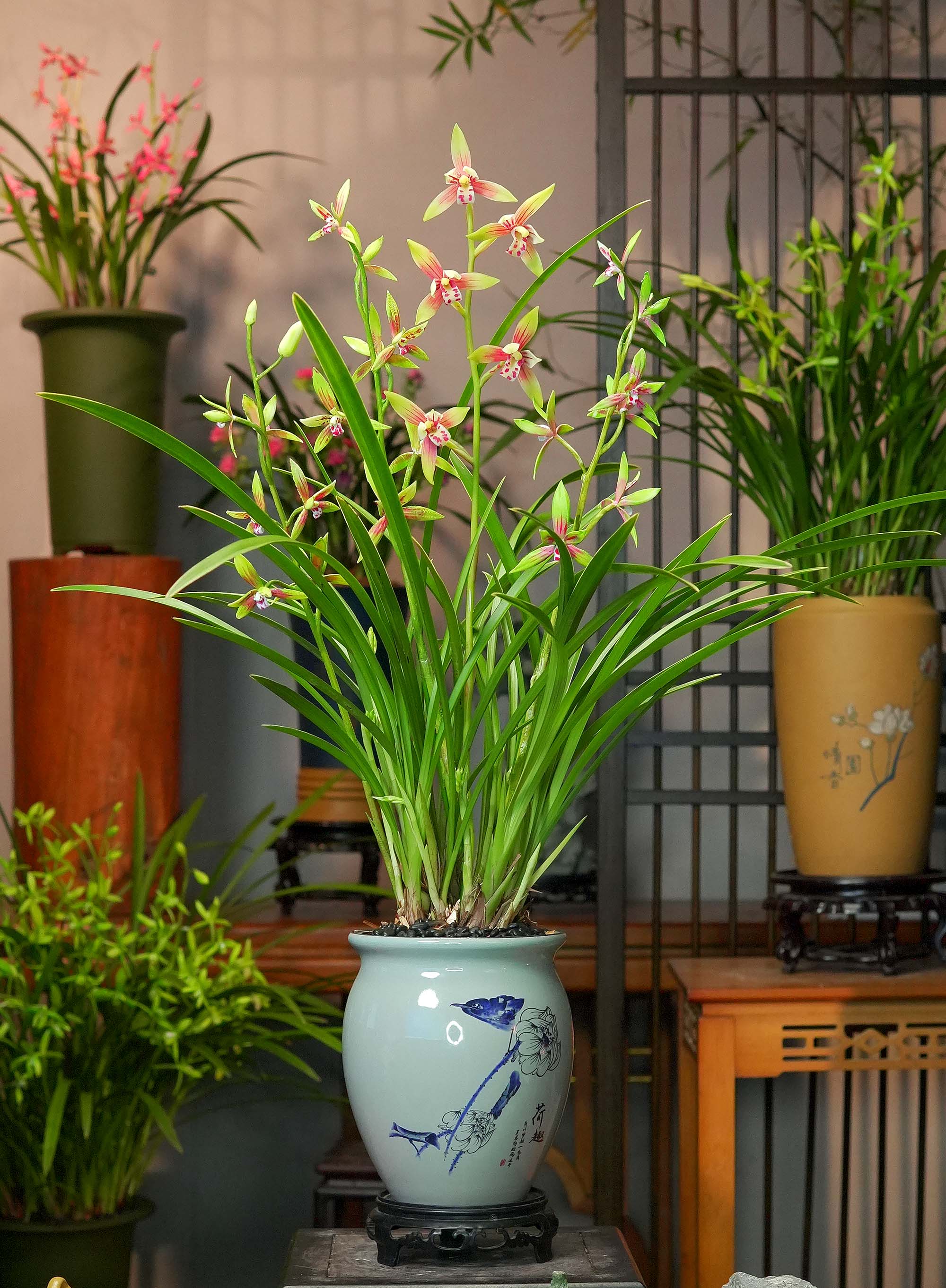 兰花 建兰铭品【峨眉贵妃】荷趣盆幽香兰花 室内好养易活2