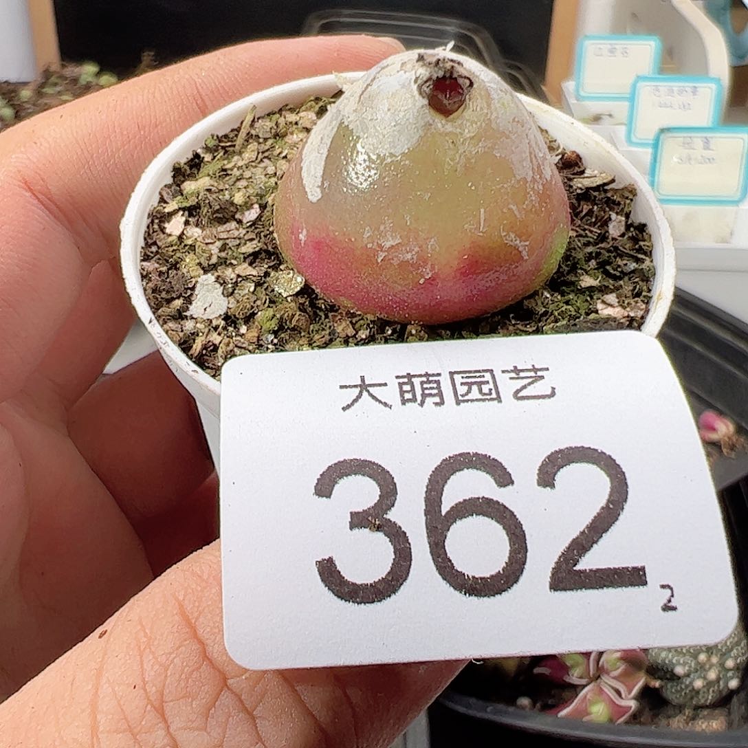 0000362尺寸2.8 一物一拍……