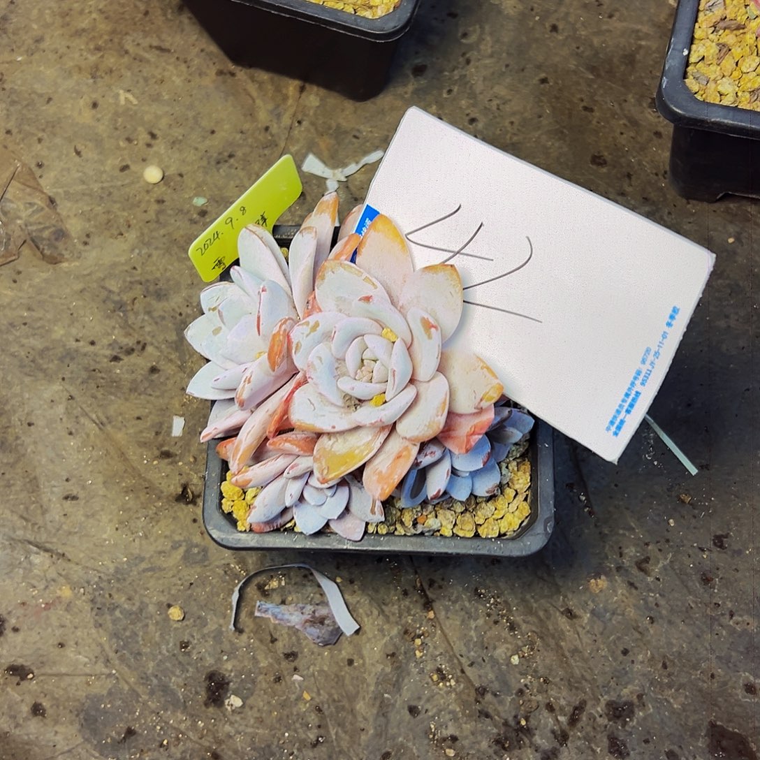 小***～42号一物一拍脱土包邮