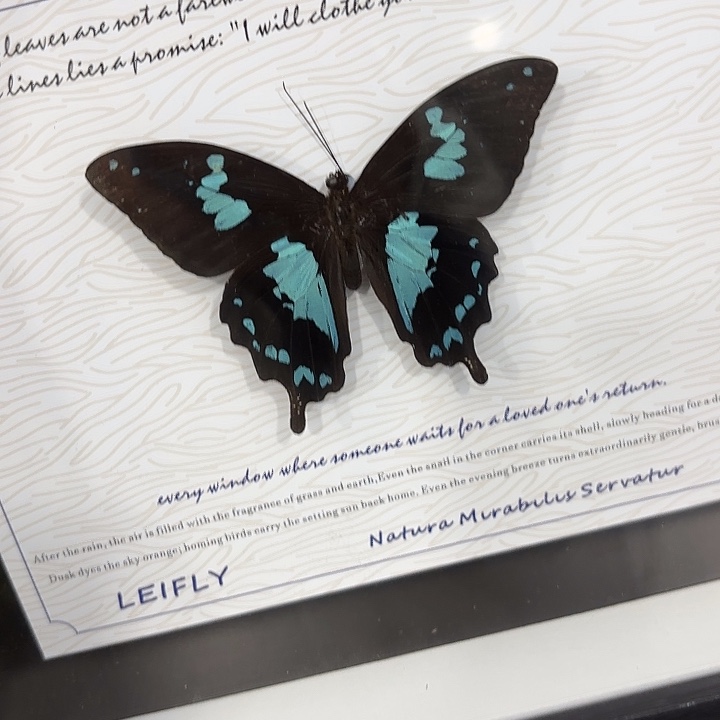 亦***年蝴蝶标本定制477@