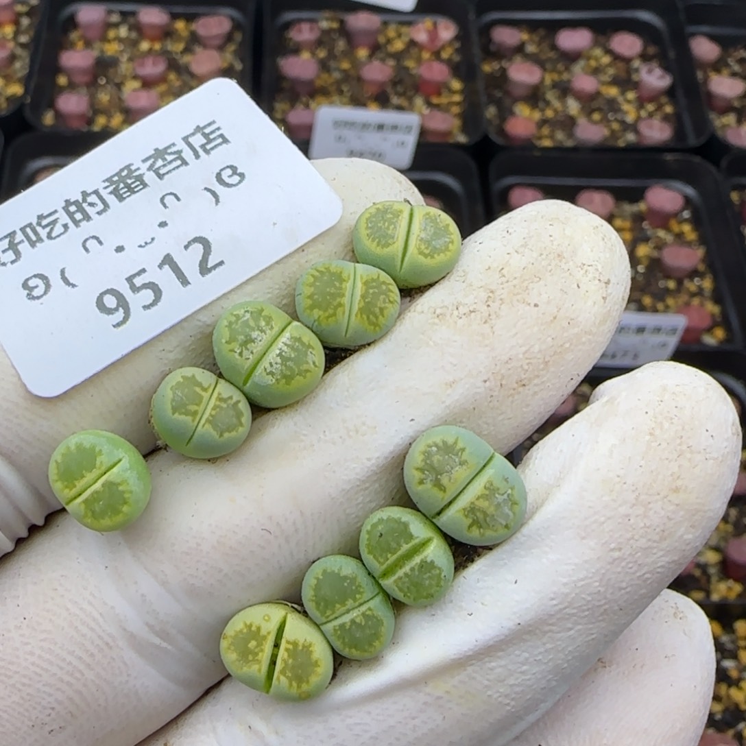 蓝***情9512。默认脱土。18包邮。偏远88包邮