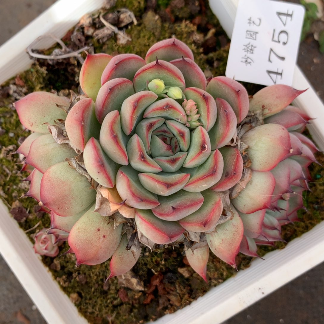 4754杂交多肉老桩