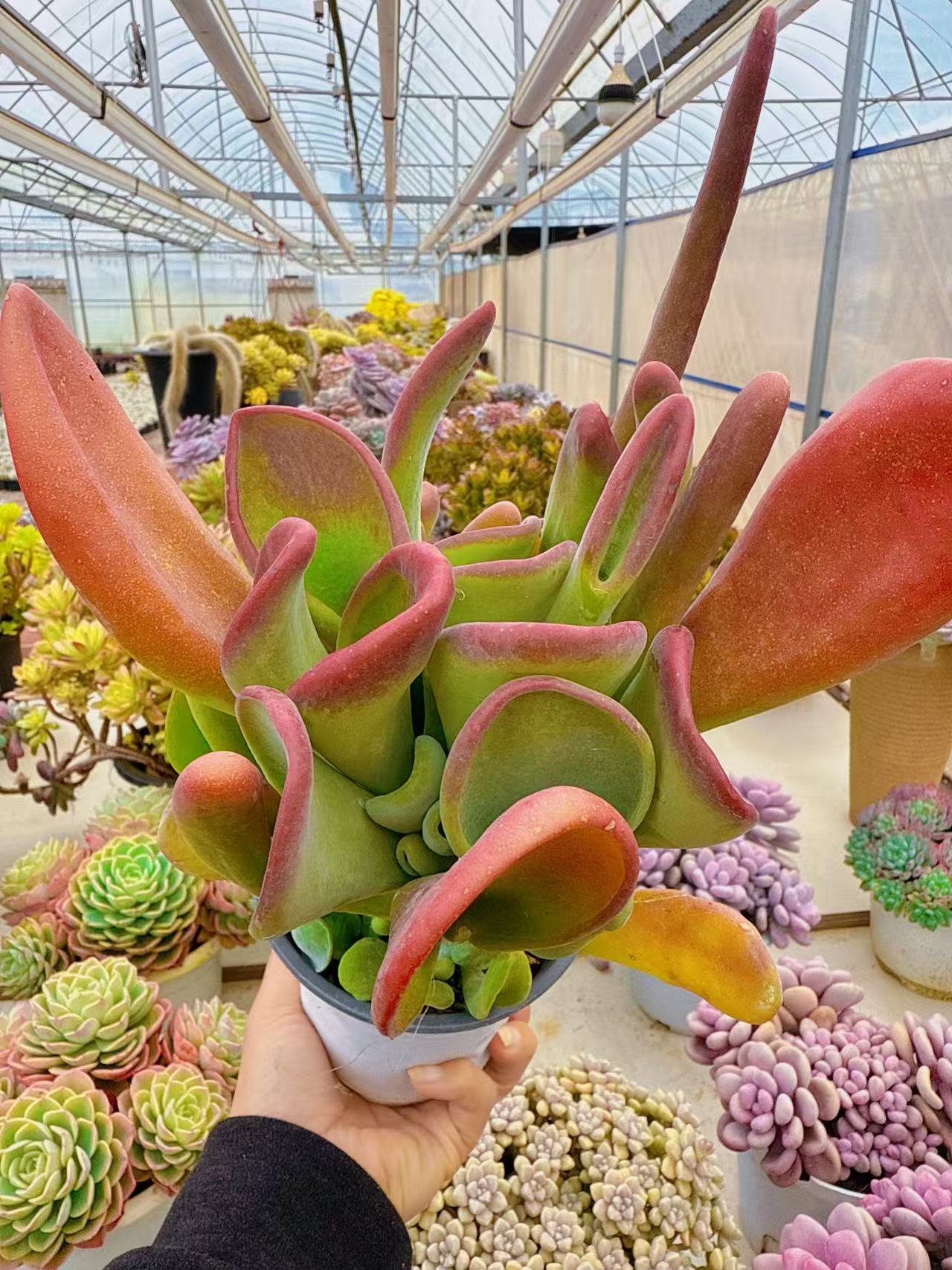 【火狐狸】带盆发货云南维维盆栽多肉室内养好看多肉盆栽多肉植物