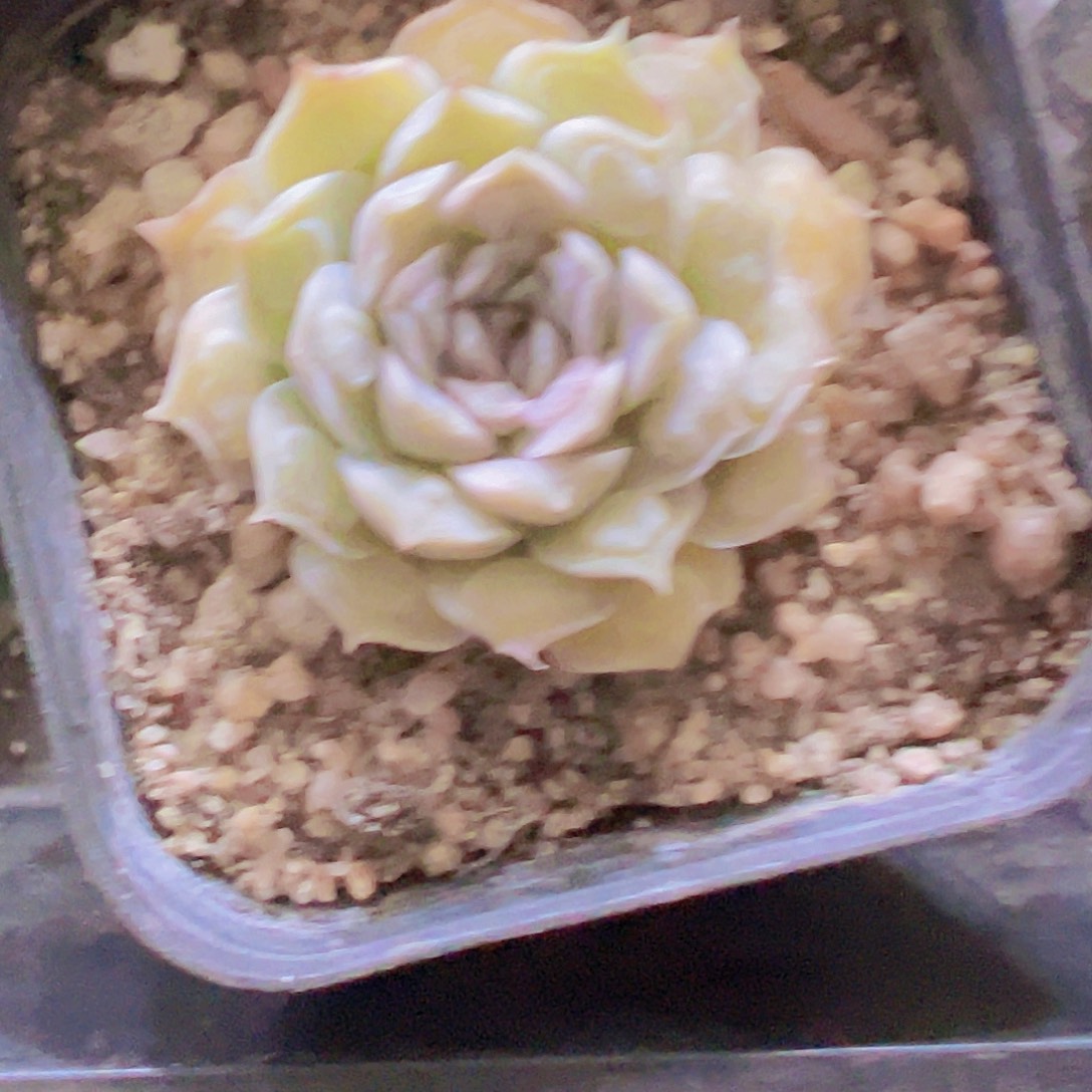 留财2个特小19包邮