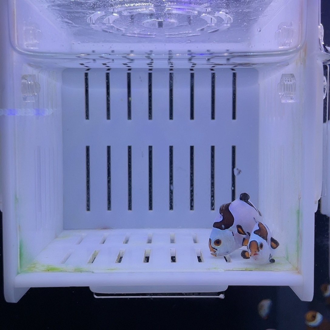 海水鱼毕卡猫一对