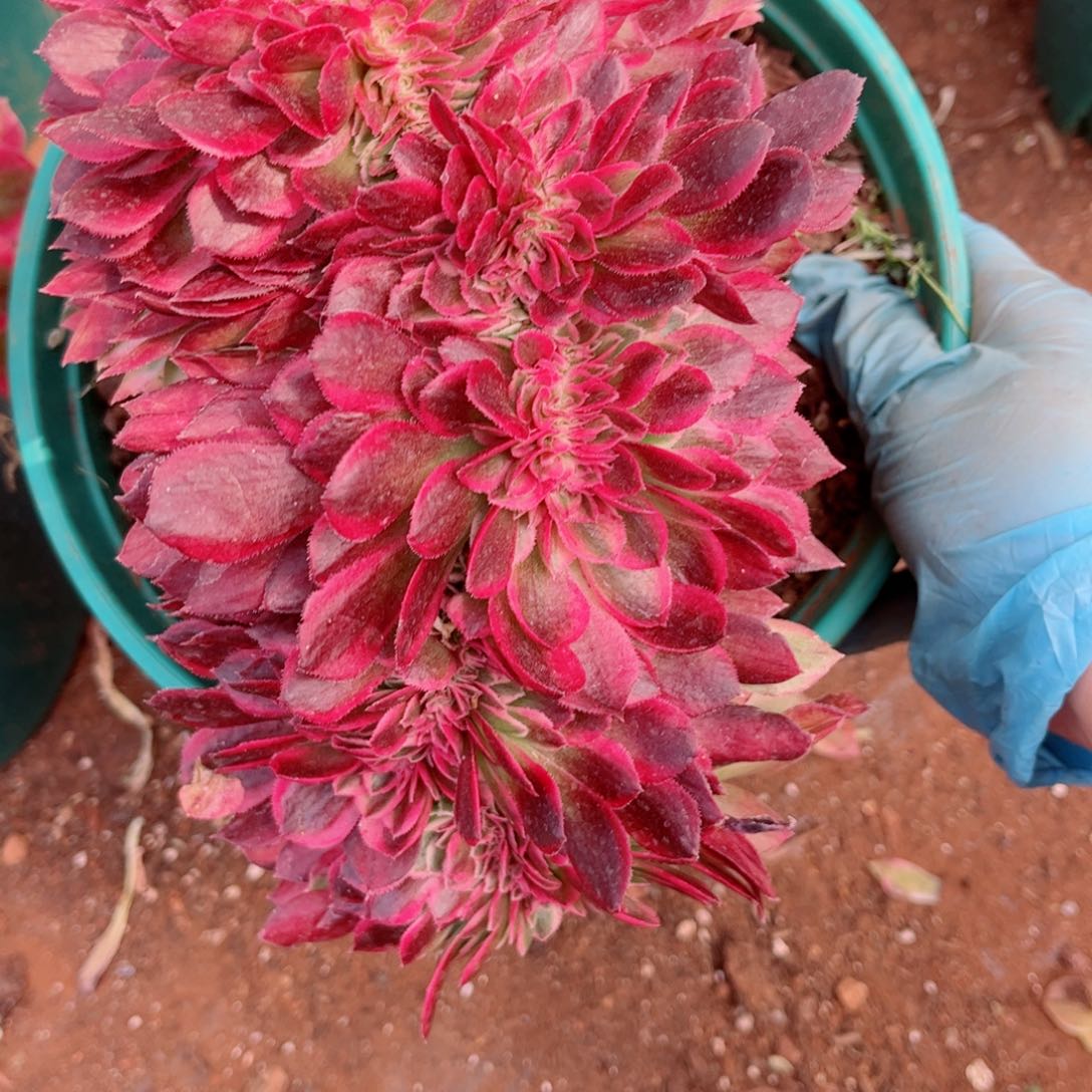 多肉植物045荔枝