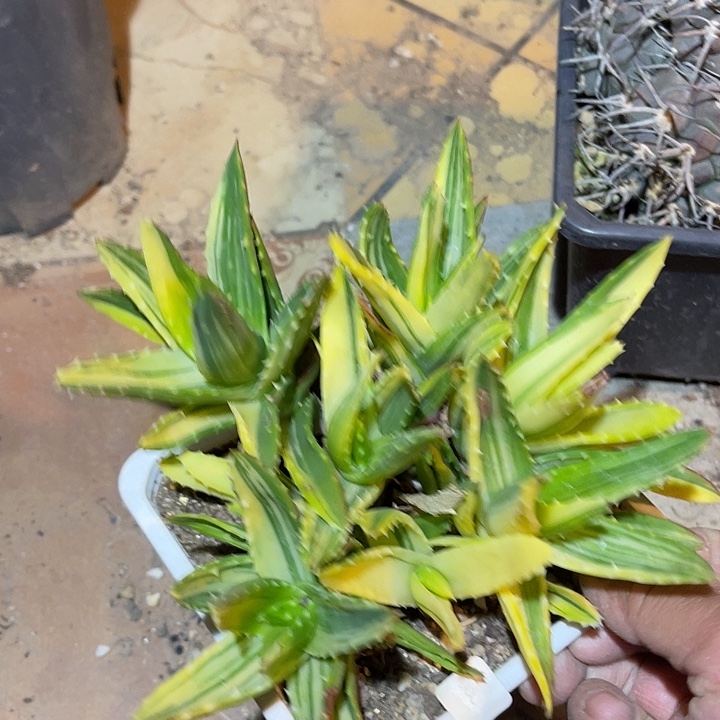 满38包邮2天凑单，脱土晾根发货多肉植物