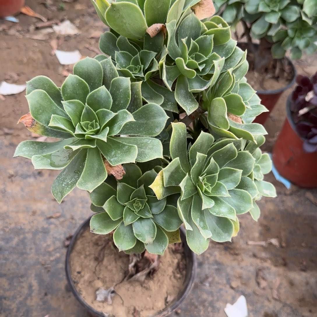 香腹多肉1303满28包邮断枝不包