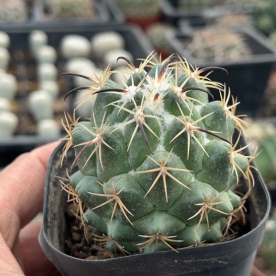 完全开放实生大钢钉