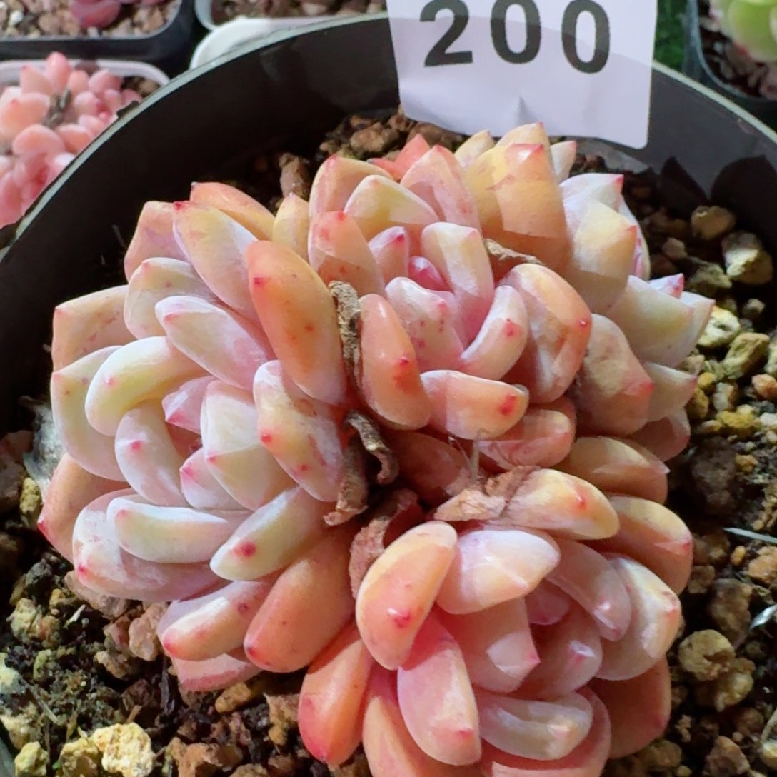 雪天使         精品多肉