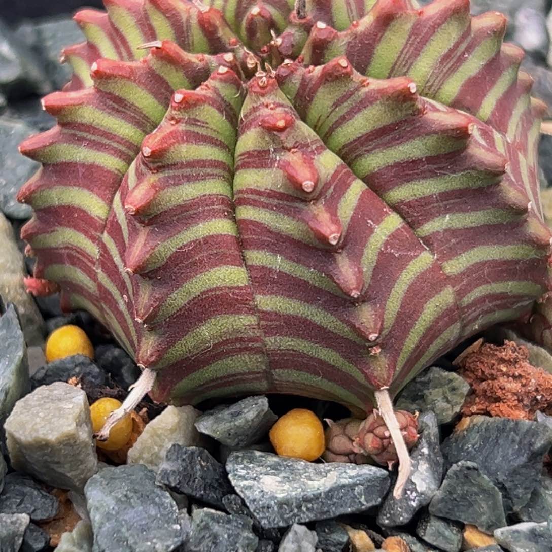 法丽达Wwwwwwwwwwww