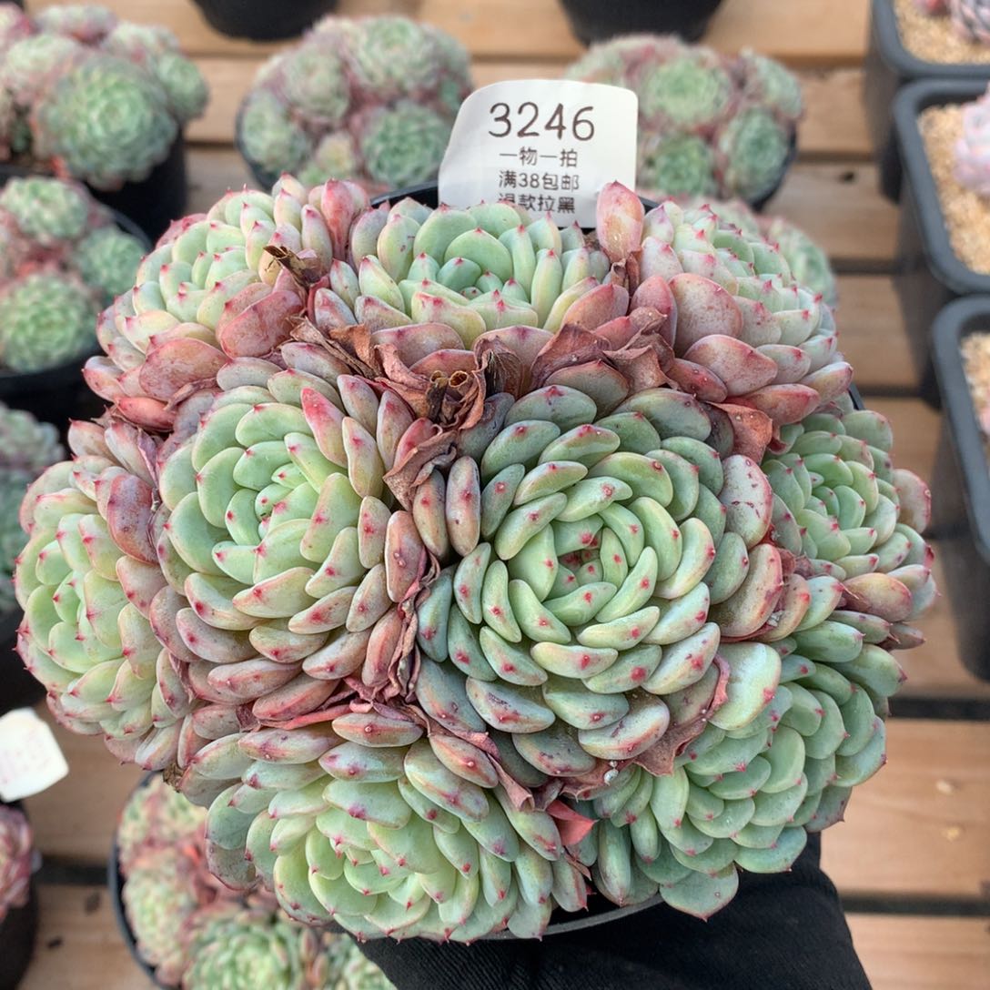 17厘米九头有砍白胖子3246