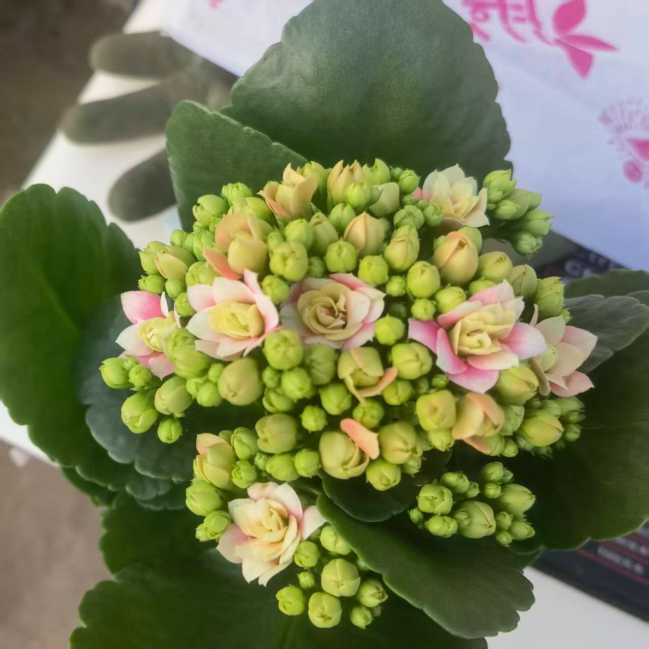 长寿花～【五花肉】（110盆径）拍1棵送1棵长寿小苗