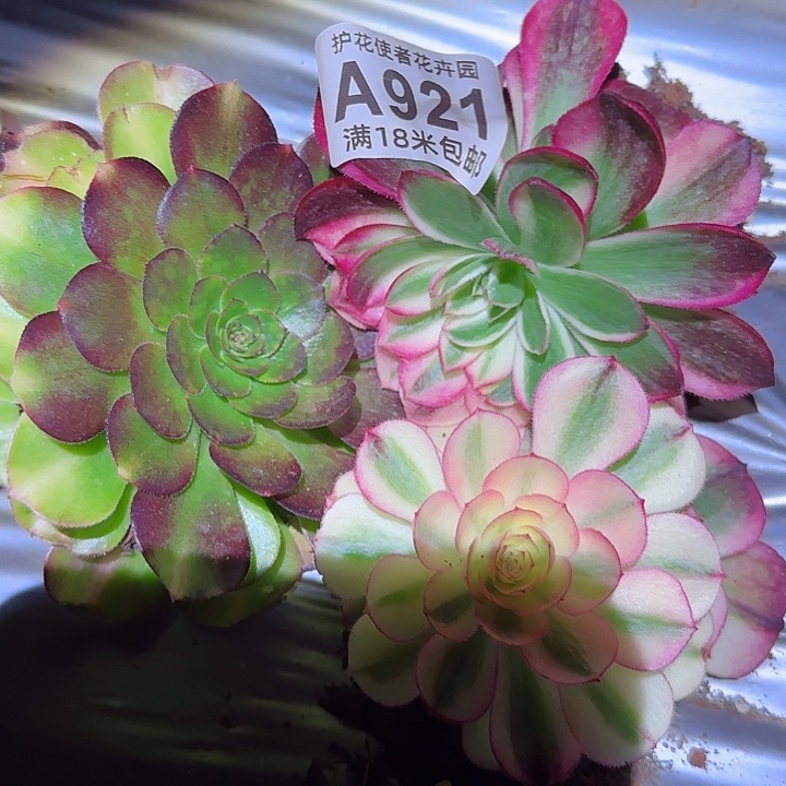 多肉法师淘宝福利