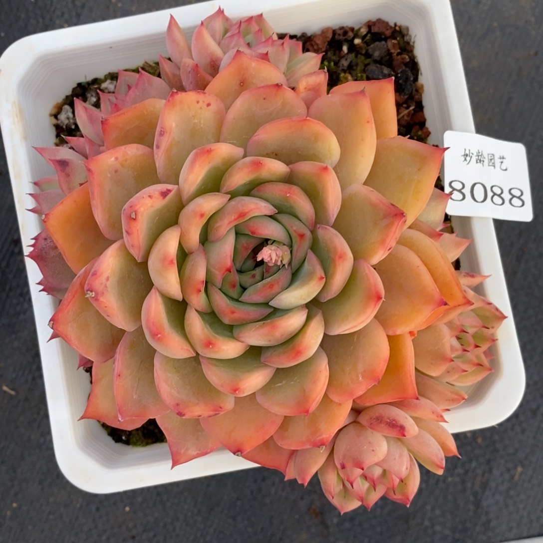 8088杂交多肉老桩