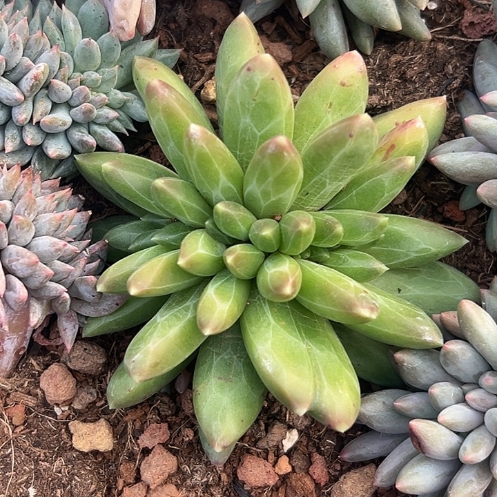 领航员缀特价一物夏日