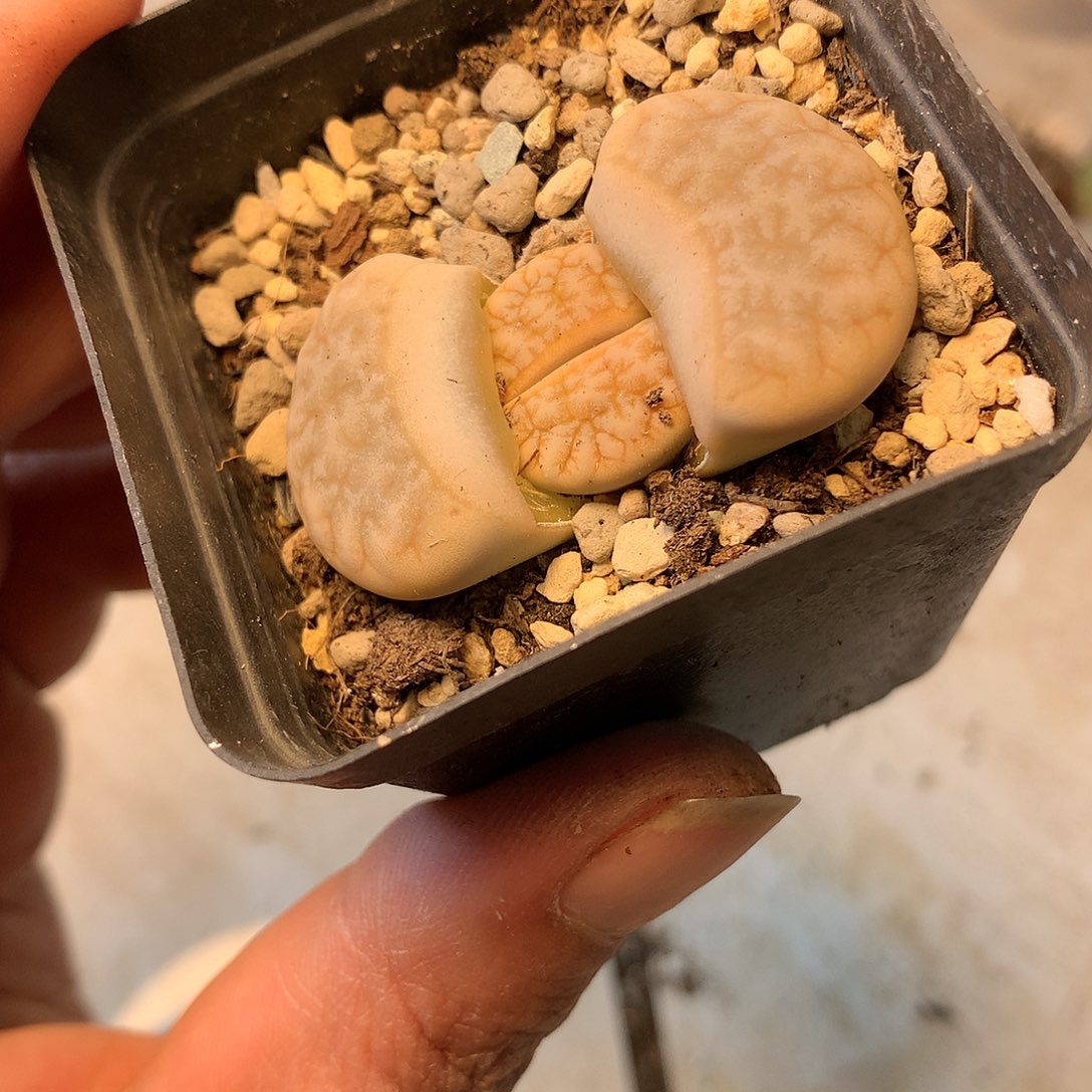 B318多肉植物保护研究所