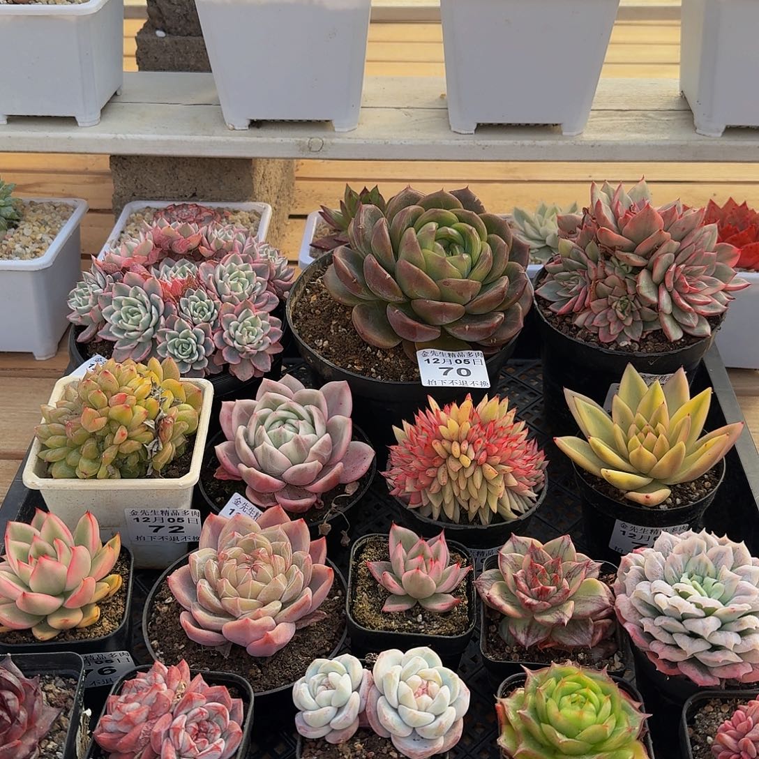 嘟***肉1205-77多肉组合a