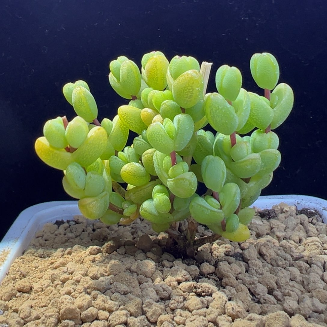 dy052元宝直杆三叉