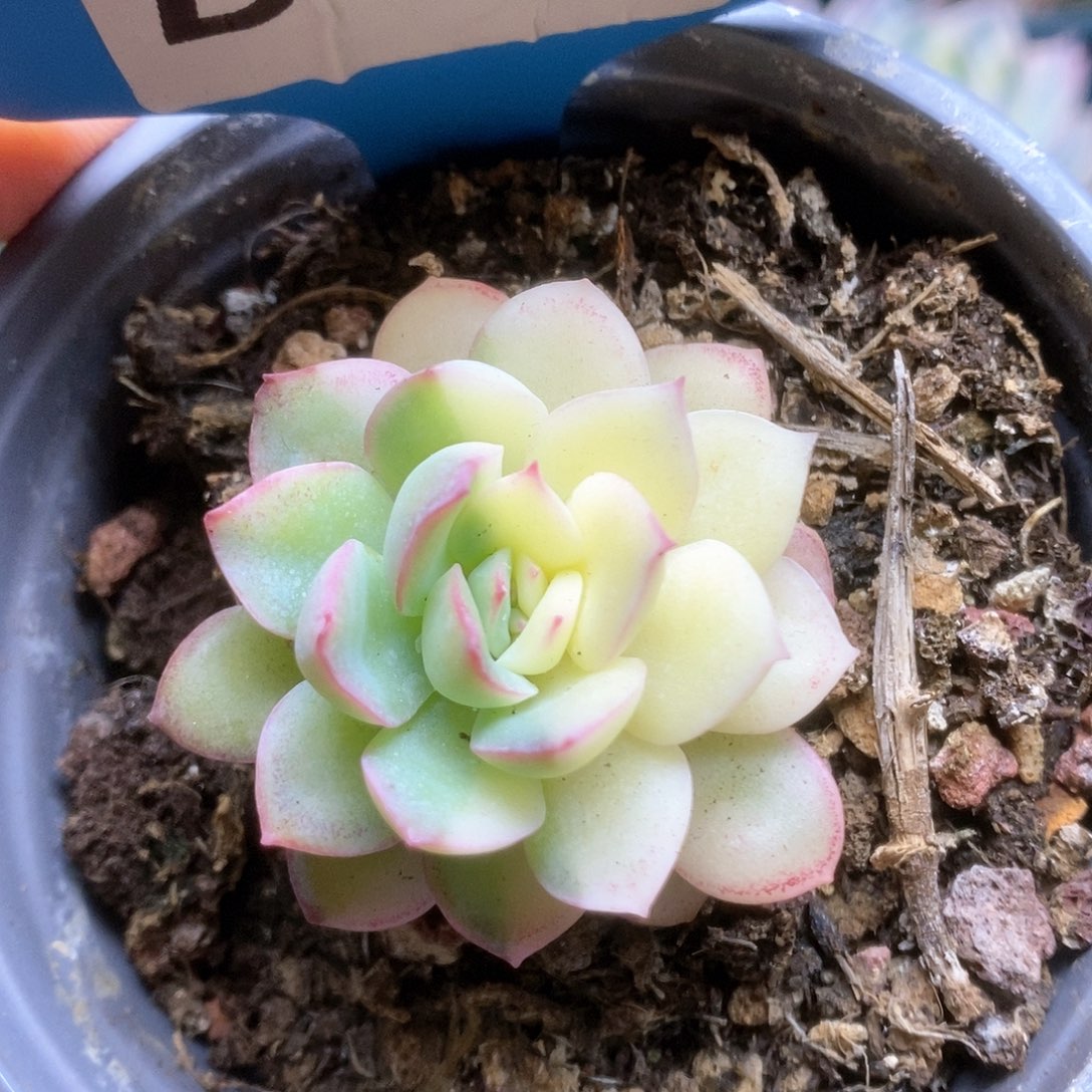 118雨燕座锦锦锦锦锦锦