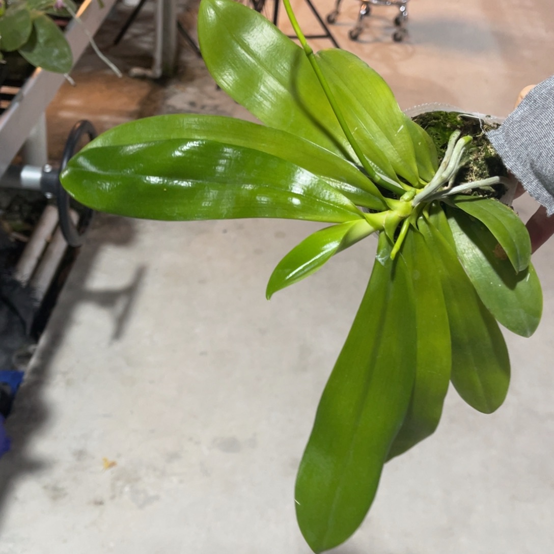 完全开放蝴蝶兰蝴蝶兰