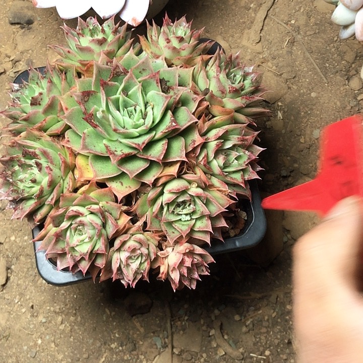 开*、65///////////////