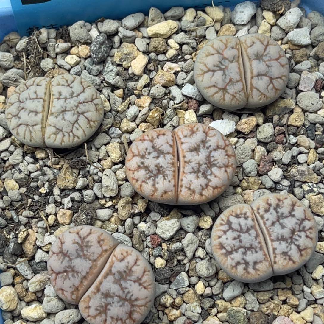 4868向日葵五颗。  