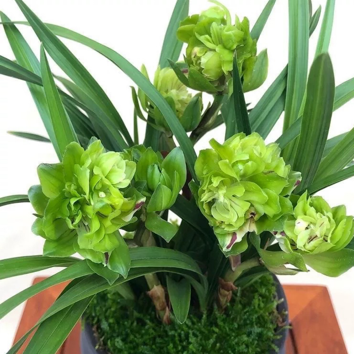 【九仙牡丹】正品春兰老种 重瓣奇花 开花大浓香花期长