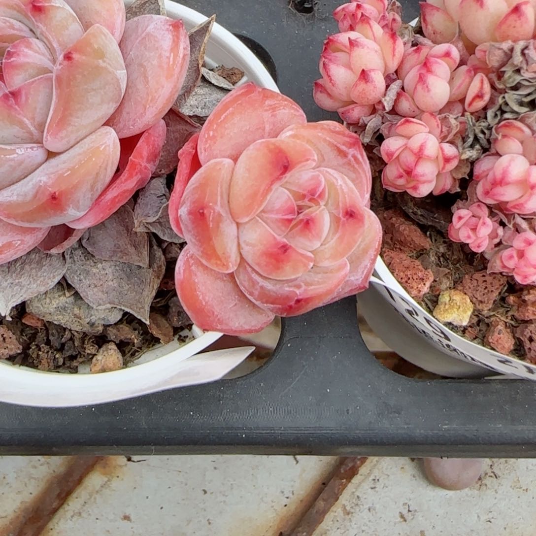 花语逸境0210-130